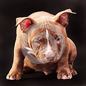 A brown American bully puppy with uncut ears.