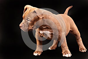 A brown American bully puppy with uncut ears.