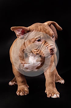 A brown American bully puppy with uncut ears.