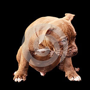 A brown American bully puppy with uncut ears.