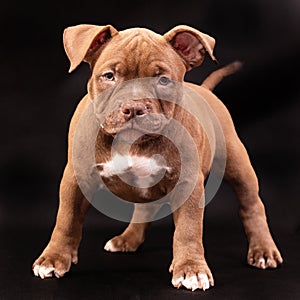 A brown American bully puppy with uncut ears. photo