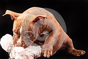 A brown American bully puppy with uncut ears is playing with a soft toy.