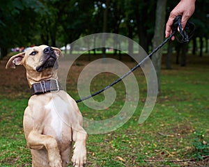 Brown American pit bull terrier sitting on a leather leash in the park