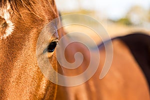 Brown American Quarter Horse in the farm