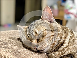 Brown American Shorthair cat sleeping on the couch