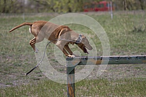 Brown American Staffordshire bull terrier jumps over a hurdle during a training session.