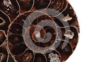 Brown amonite skeleton detail