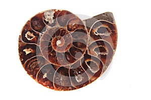 Brown amonite skeleton