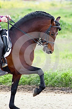 Brown andalusian horse