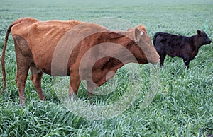 Brown Angus cattle with black calf