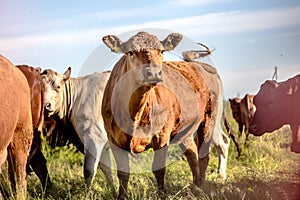 Brown angus cow in herd waving tail photo