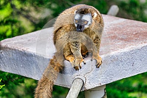 Brown animal from Africa, wildlife nature. Young monkey lemur in the mother fur coat. Cub baby of Red-fronted brown