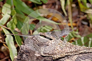 Brown Anole