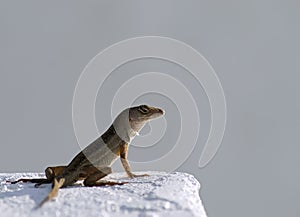 Brown anole