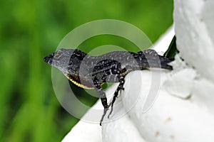 The brown anole, also known as the Bahaman anole or De la Sagra`s Anole - Varadero, Cuba