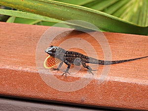 Brown Anole (Anolis sagrei)