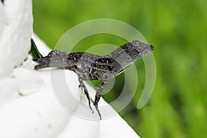 The brown anole, also known as the Bahaman anole or De la Sagra`s Anole - Varadero, Cuba