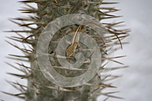 Brown anole Anolis sagrei Baby Finds Shelter in the Spines of a Madagascar Palm