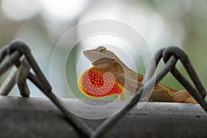 Brown anole Anolis sagrei on chain link fence, extending dewlap - Wolf Lake Park, Davie, Florida, USA