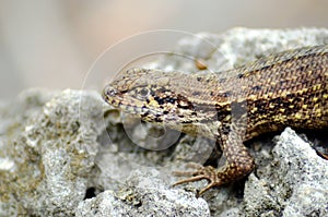 Brown Anole Anolis sagrei lizard on the rock.