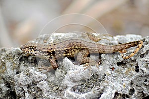 Brown Anole Anolis sagrei lizard on the rock.