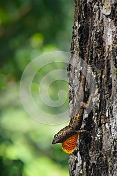 Brown Anole (Anolis Sagrei) With It\'s Dewlap