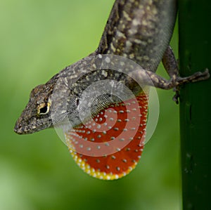 Brown Anole with Dewlap