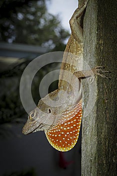 Brown Anole display throat fan on post