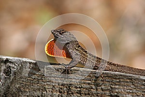 Brown Anole Lizard