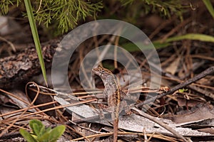 Brown anole lizard Anolis sagrei