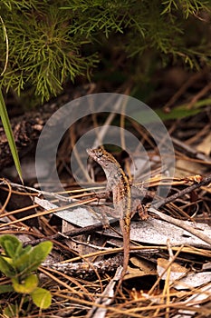 Brown anole lizard Anolis sagrei