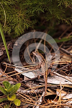 Brown anole lizard Anolis sagrei