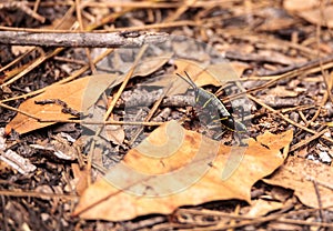 Brown anole lizard Anolis sagrei