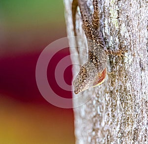 Brown Anole lizard, Anolis Sagrei, Iguana, Bahaman anole, De la Sagra`s anole