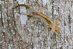 Brown Anole lizard, Anolis Sagrei, Iguana, Bahaman anole, De la Sagra`s anole