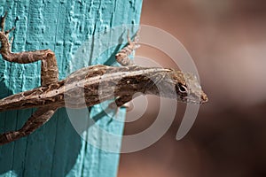 Brown Anole Lizard