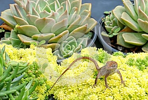 Brown anole lizard in a colorful setting