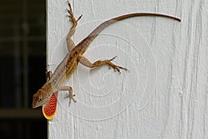 Brown anole lizard with dewlap