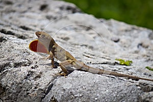 Brown Anole lizard displaying its dewlap photo