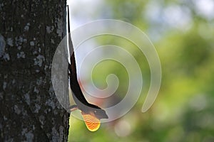 Marrone anoles lucertola esteso collo pelle sul un albero 