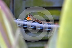 Brown anole lizard extending his red dewlap