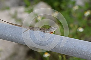 brown anole lizard Male displaying dewlap