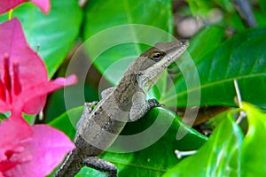 Brown Anole Lizard