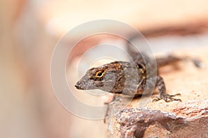 Brown anole lizard perched on a red brick wall in an outdoor landscaping scene