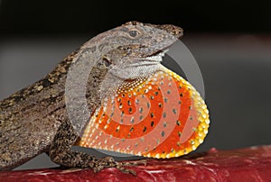 Brown Anole Lizard with red and yellow dewlap