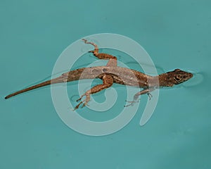 Brown Anole lizard swimming