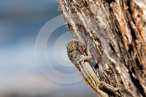 Brown Anole Lizard On A Tree, Tavernier, Key Largo, Florida