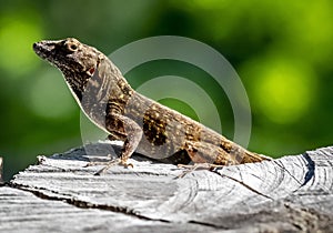 Brown anole mini dragon