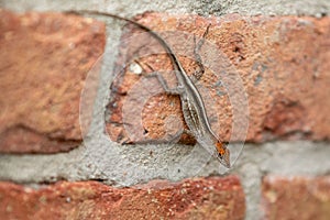 Brown anole perched on a red brick wall