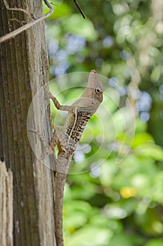 Brown Anoles Climbing Posts